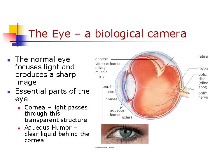 The Eye – a biological camera n n The normal eye focuses light and