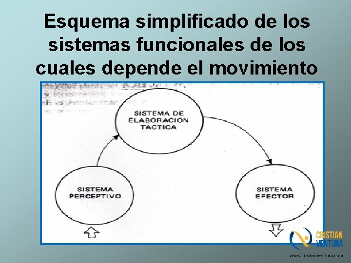 Esquema simplificado de los sistemas funcionales de los cuales depende el movimiento 