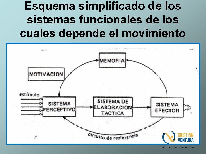 Esquema simplificado de los sistemas funcionales de los cuales depende el movimiento 