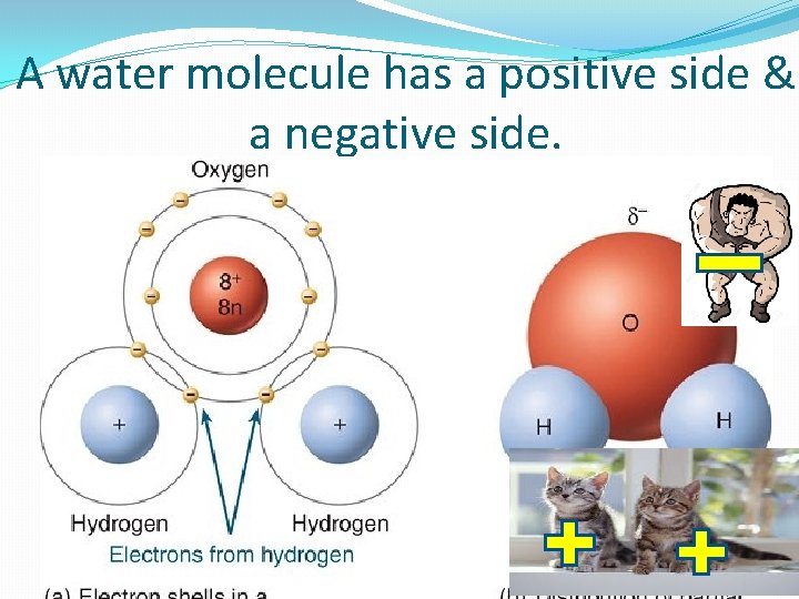 A water molecule has a positive side & a negative side. 