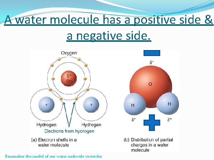 A water molecule has a positive side & a negative side. Remember the model