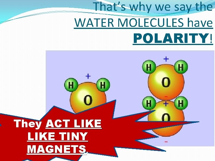That’s why we say the WATER MOLECULES have POLARITY! They ACT LIKE TINY MAGNETS.
