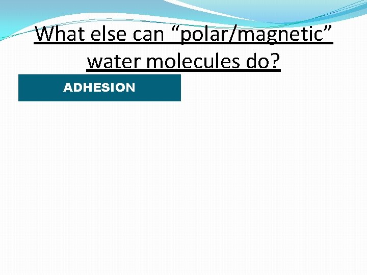 What else can “polar/magnetic” water molecules do? ADHESION 