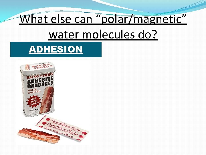What else can “polar/magnetic” water molecules do? ADHESION 