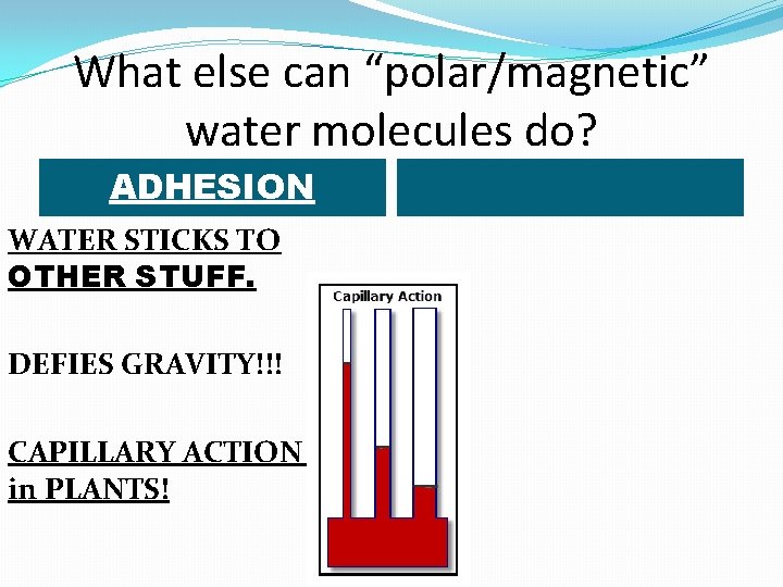What else can “polar/magnetic” water molecules do? ADHESION WATER STICKS TO OTHER STUFF. DEFIES