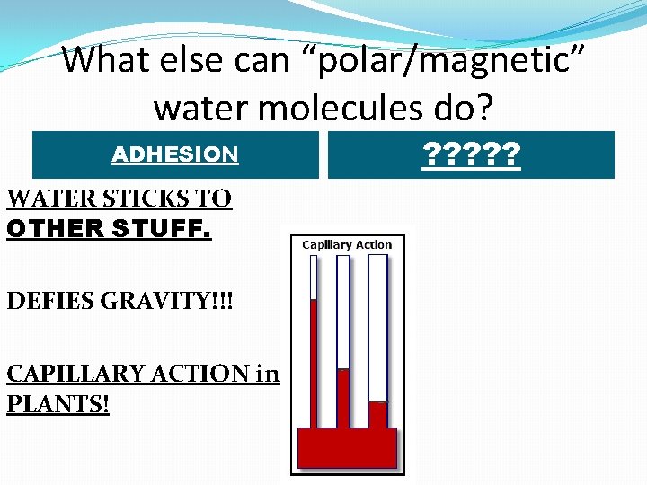 What else can “polar/magnetic” water molecules do? ADHESION WATER STICKS TO OTHER STUFF. DEFIES