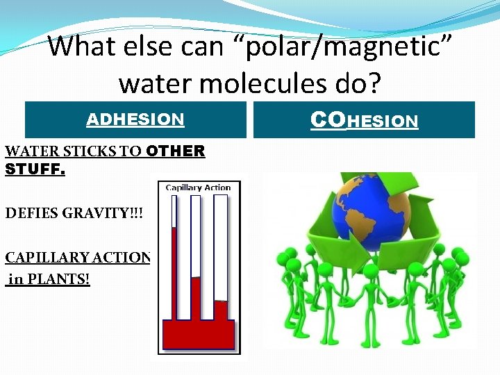 What else can “polar/magnetic” water molecules do? ADHESION WATER STICKS TO OTHER STUFF. DEFIES