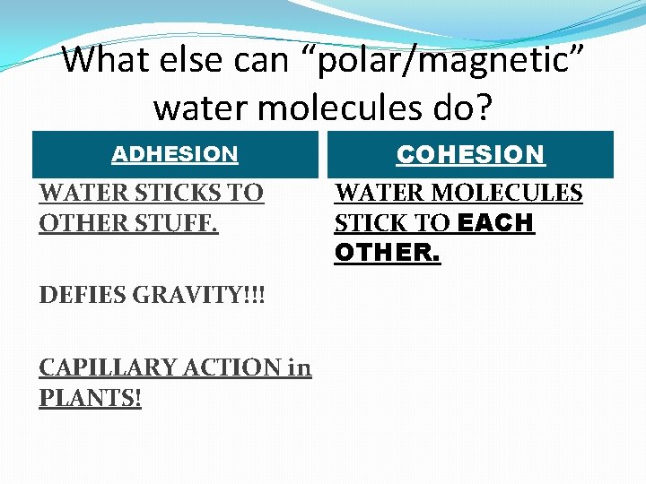 What else can “polar/magnetic” water molecules do? ADHESION WATER STICKS TO OTHER STUFF. DEFIES