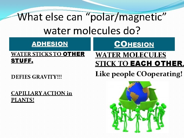 What else can “polar/magnetic” water molecules do? ADHESION WATER STICKS TO OTHER STUFF. DEFIES