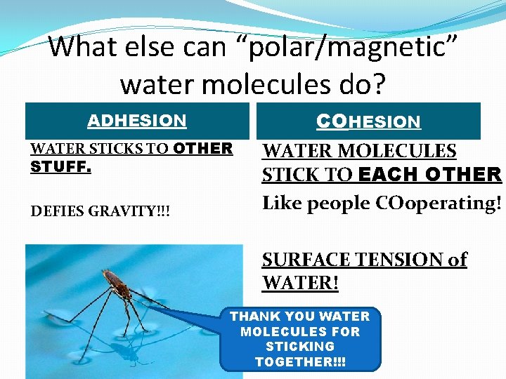 What else can “polar/magnetic” water molecules do? COHESION ADHESION WATER STICKS TO OTHER STUFF.
