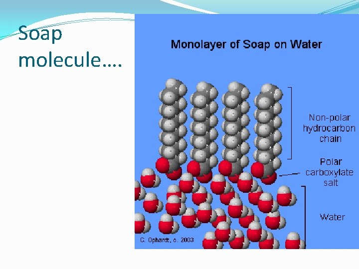 Soap molecule…. 