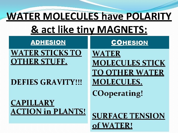WATER MOLECULES have POLARITY & act like tiny MAGNETS: ADHESION WATER STICKS TO OTHER