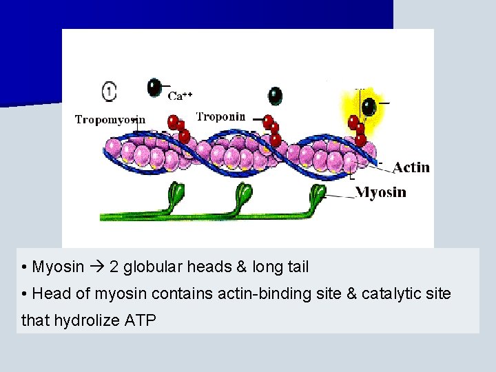  • Myosin 2 globular heads & long tail • Head of myosin contains
