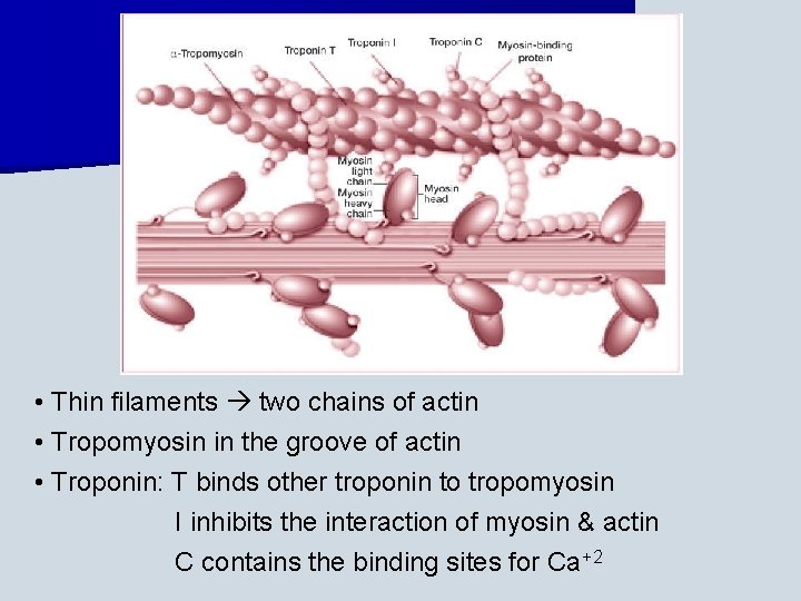  • Thin filaments two chains of actin • Tropomyosin in the groove of