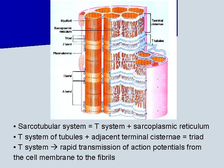  • Sarcotubular system = T system + sarcoplasmic reticulum • T system of