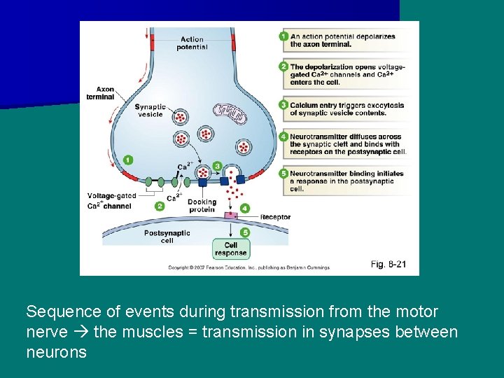 Sequence of events during transmission from the motor nerve the muscles = transmission in