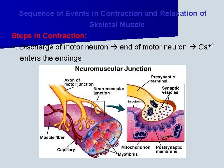 Sequence of Events in Contraction and Relaxation of Skeletal Muscle Steps in Contraction: 1.