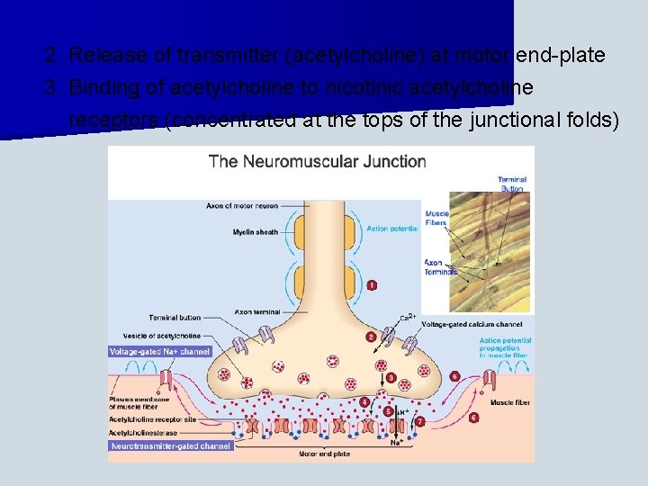 2. Release of transmitter (acetylcholine) at motor end-plate 3. Binding of acetylcholine to nicotinic