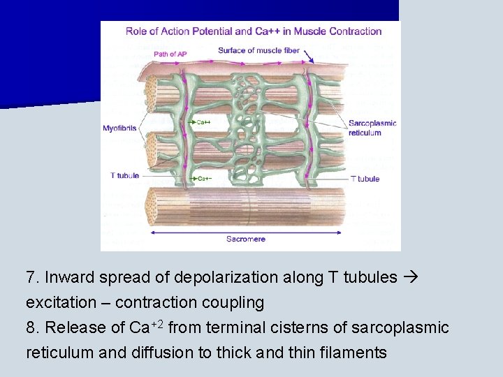 7. Inward spread of depolarization along T tubules excitation – contraction coupling 8. Release