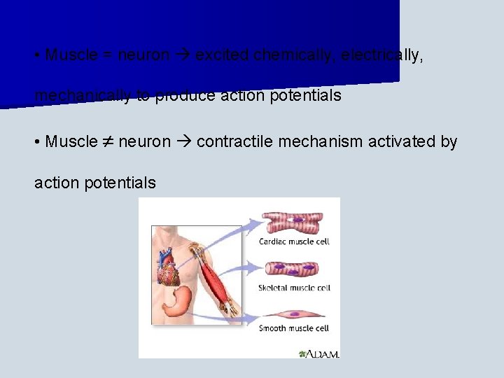  • Muscle = neuron excited chemically, electrically, mechanically to produce action potentials •