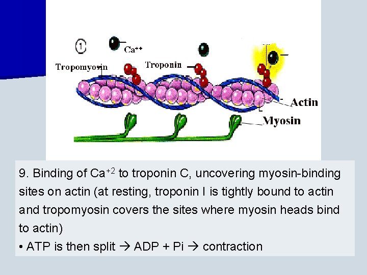 9. Binding of Ca+2 to troponin C, uncovering myosin-binding sites on actin (at resting,