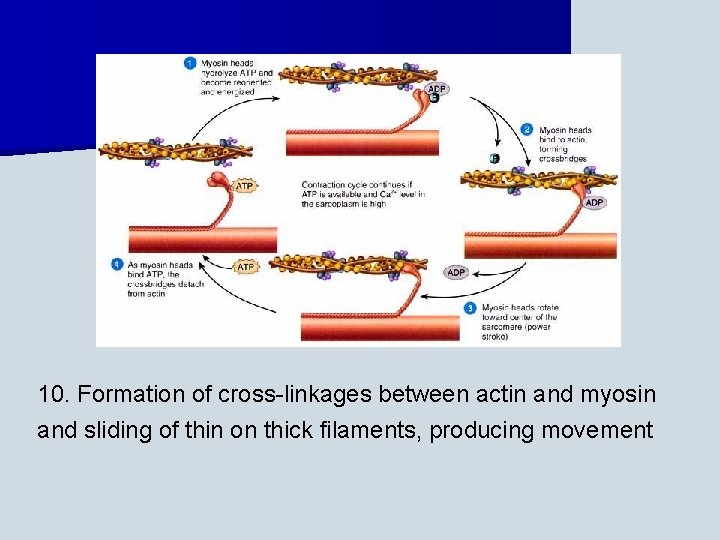 10. Formation of cross-linkages between actin and myosin and sliding of thin on thick