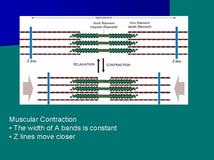 Muscular Contraction • The width of A bands is constant • Z lines move