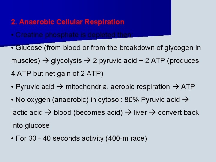 2. Anaerobic Cellular Respiration • Creatine phosphate is depleted then: • Glucose (from blood