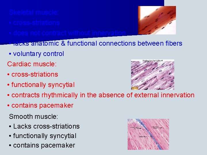 Skeletal muscle: • cross-striations • does not contract without innervation • lacks anatomic &