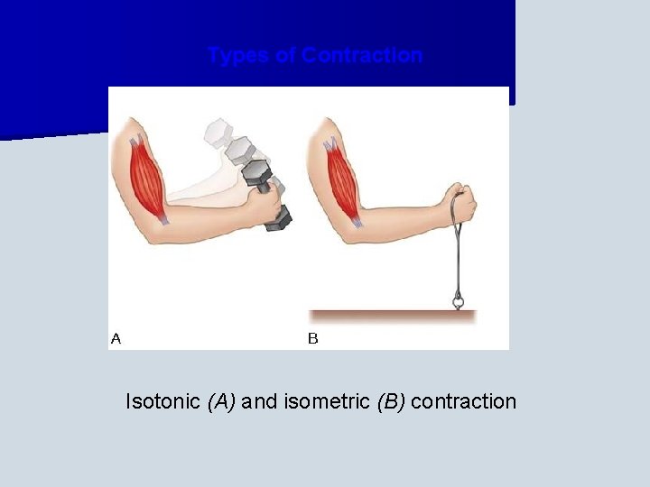 Types of Contraction Isotonic (A) and isometric (B) contraction 