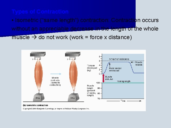 Types of Contraction • Isometric (“same length”) contraction: Contraction occurs without an appreciable decrease