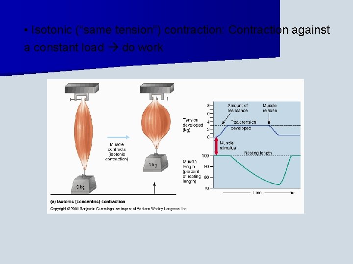  • Isotonic (“same tension”) contraction: Contraction against a constant load do work 