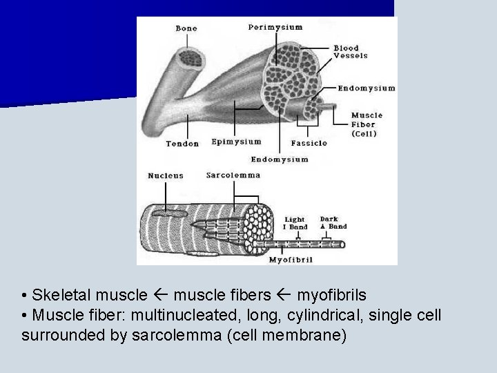  • Skeletal muscle fibers myofibrils • Muscle fiber: multinucleated, long, cylindrical, single cell