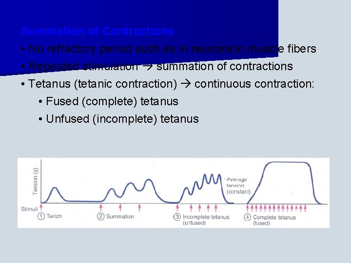 Summation of Contractions • No refractory period such as in neurons in muscle fibers