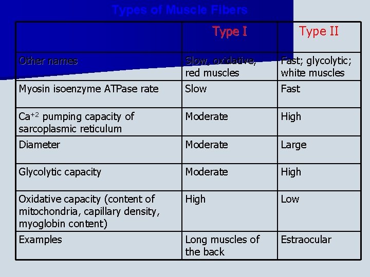 Types of Muscle Fibers Type II Other names Slow, oxidative, red muscles Fast; glycolytic;