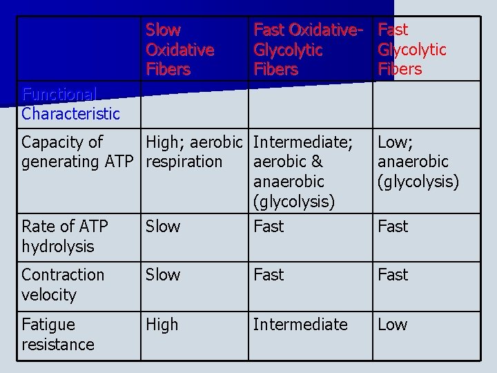Slow Oxidative Fibers Fast Oxidative. Glycolytic Fibers Fast Glycolytic Fibers Functional Characteristic Capacity of