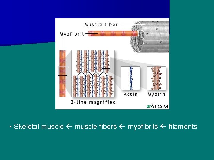  • Skeletal muscle fibers myofibrils filaments 