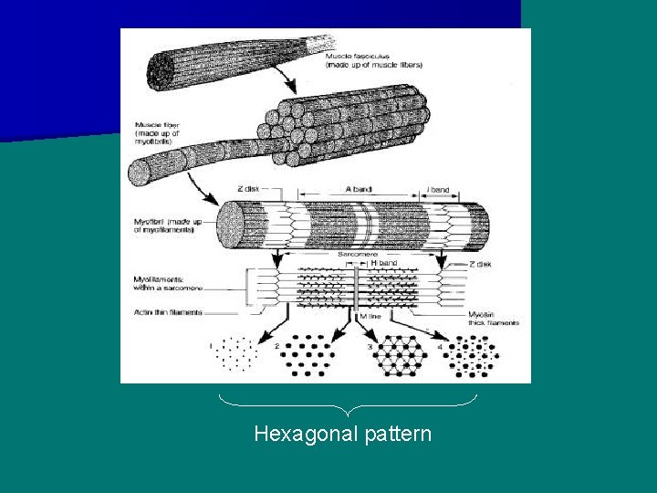 Hexagonal pattern 