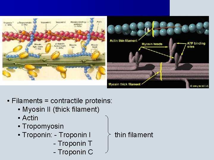  • Filaments = contractile proteins: • Myosin II (thick filament) • Actin •