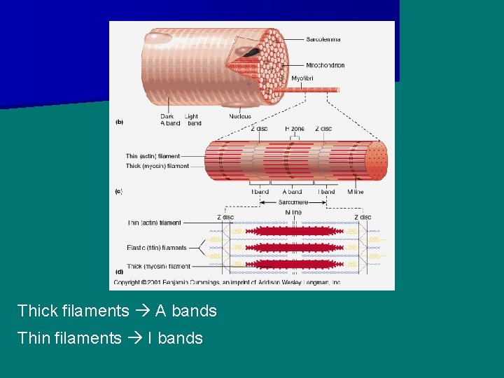 Thick filaments A bands Thin filaments I bands 