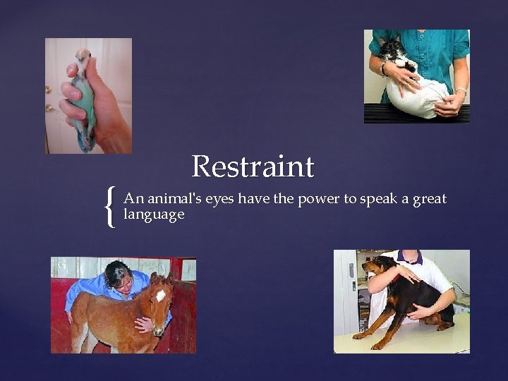 { Restraint An animal's eyes have the power to speak a great language 