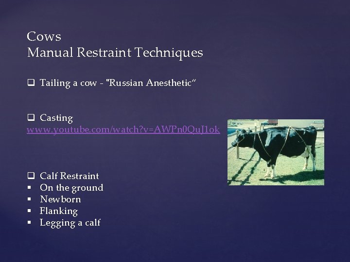 Cows Manual Restraint Techniques q Tailing a cow - "Russian Anesthetic“ q Casting www.