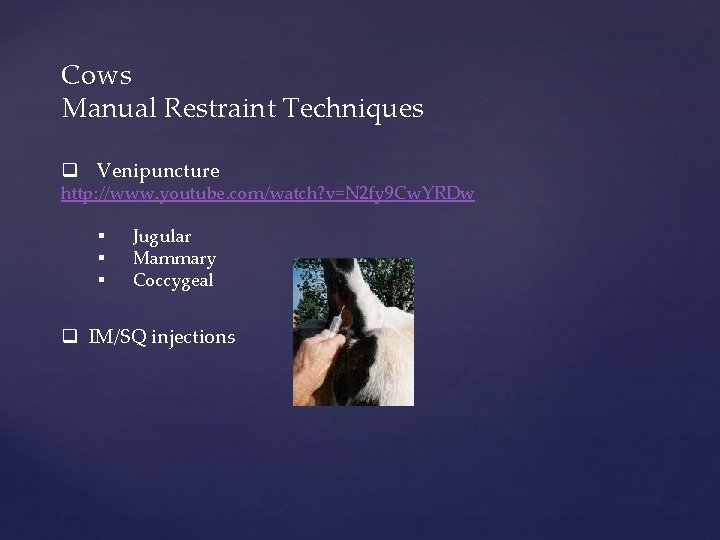 Cows Manual Restraint Techniques q Venipuncture http: //www. youtube. com/watch? v=N 2 fy 9