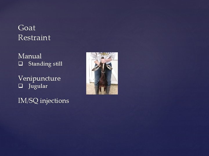 Goat Restraint Manual q Standing still Venipuncture q Jugular IM/SQ injections 
