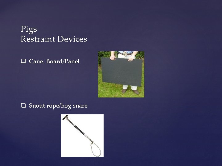Pigs Restraint Devices q Cane, Board/Panel q Snout rope/hog snare 