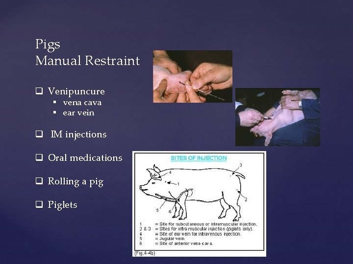 Pigs Manual Restraint q Venipuncure § vena cava § ear vein q IM injections