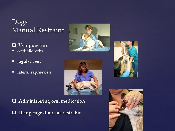 Dogs Manual Restraint q Venipuncture § cephalic vein § jugular vein § lateral saphenous