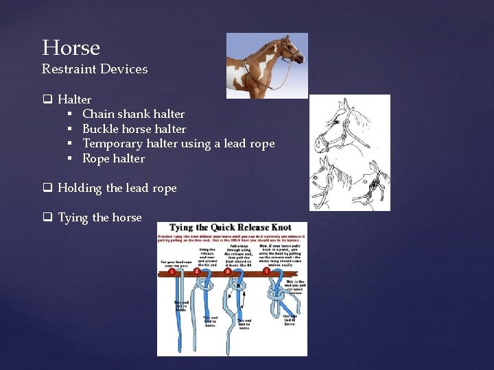 Horse Restraint Devices q Halter § Chain shank halter § Buckle horse halter §