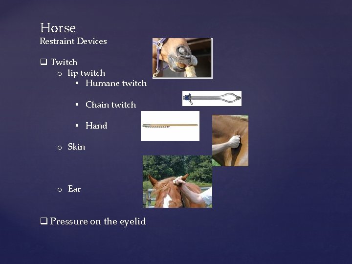 Horse Restraint Devices q Twitch o lip twitch § Humane twitch § Chain twitch