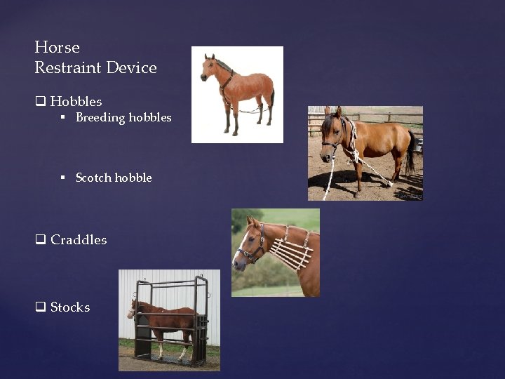 Horse Restraint Device q Hobbles § Breeding hobbles § Scotch hobble q Craddles q